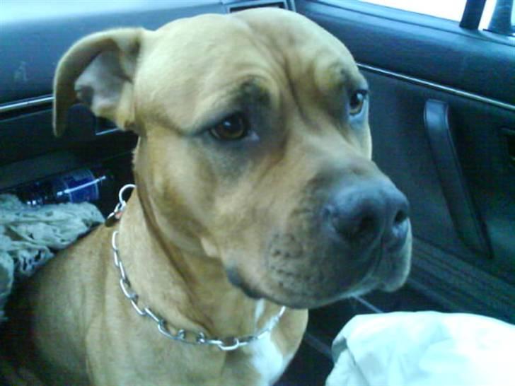 Amerikansk staffordshire terrier *Armani* - Total racer hund... Elsker at trille rundt med mor... billede 3