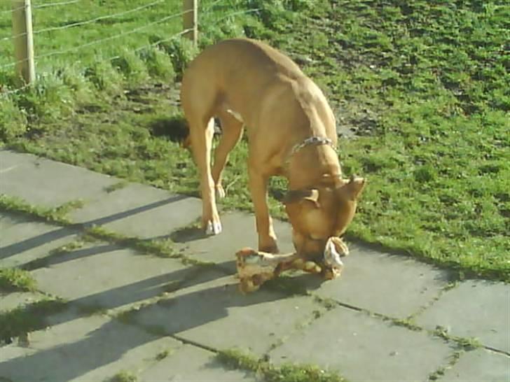 Amerikansk staffordshire terrier *Armani* - Der er ikke noget bedre end at snuse rundt udenfor.. billede 4