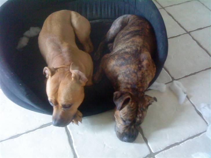 Amerikansk staffordshire terrier *Armani* - Prinsen & Prinsessen... billede 5