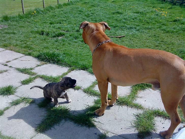 Amerikansk staffordshire terrier *Armani* - Første gang hvalpene er i haven.. Armani holder godt øje med dem.. billede 6