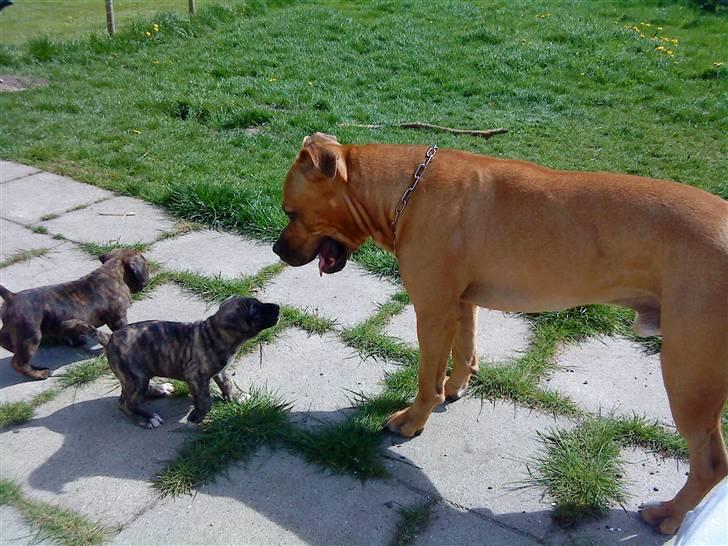 Amerikansk staffordshire terrier *Armani* - Nu vil de skam også lege med ham.. Han er lidt forsigtig.. :o) billede 7