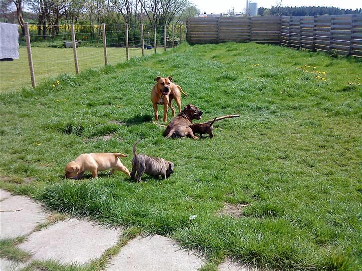 Amerikansk staffordshire terrier *Armani* - Nu har vi bevæget os ud på græsset for første gang.. Farmand er imponeret over hans små babyer.. :o) billede 8