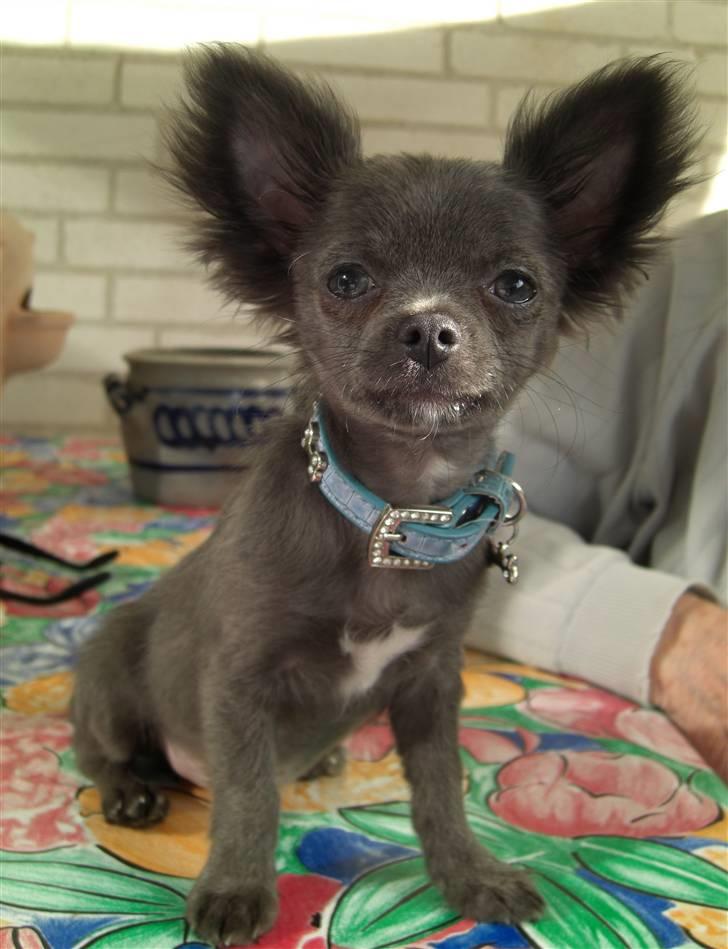 Chihuahua  ~ Lupo ~ - ~ Lupo ~ billede 1