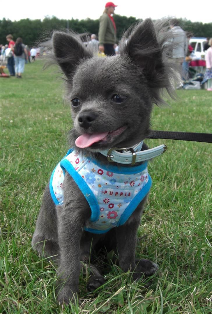 Chihuahua  ~ Lupo ~ billede 2