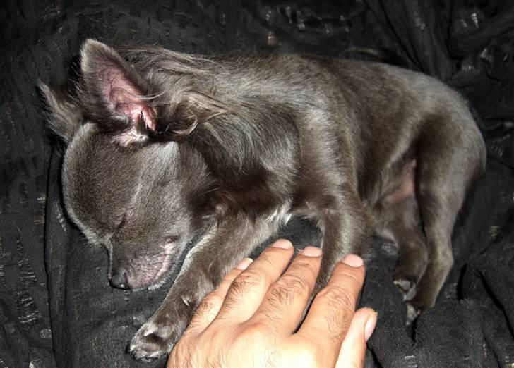 Chihuahua  ~ Lupo ~ - Der er ikke noget bedre end at sove til middag med "farmand" billede 3