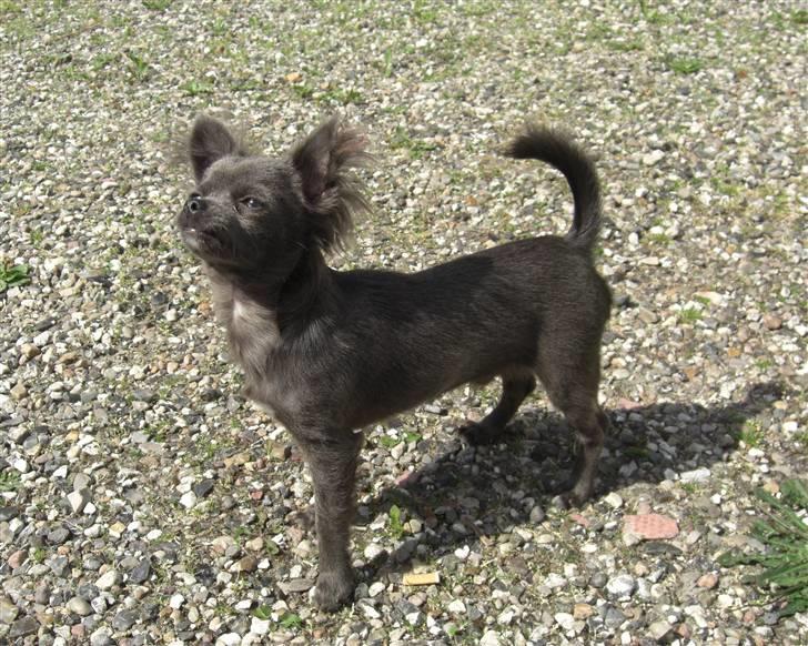 Chihuahua  ~ Lupo ~ - Se hvor flot jeg er  :o)  Begynder jeg ikke at se lidt voksen ud ? billede 4