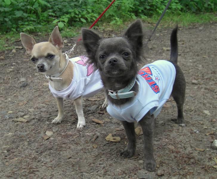 Chihuahua  ~ Lupo ~ - Her er mig og Kelbi i tur i Ålborg Zoo billede 5