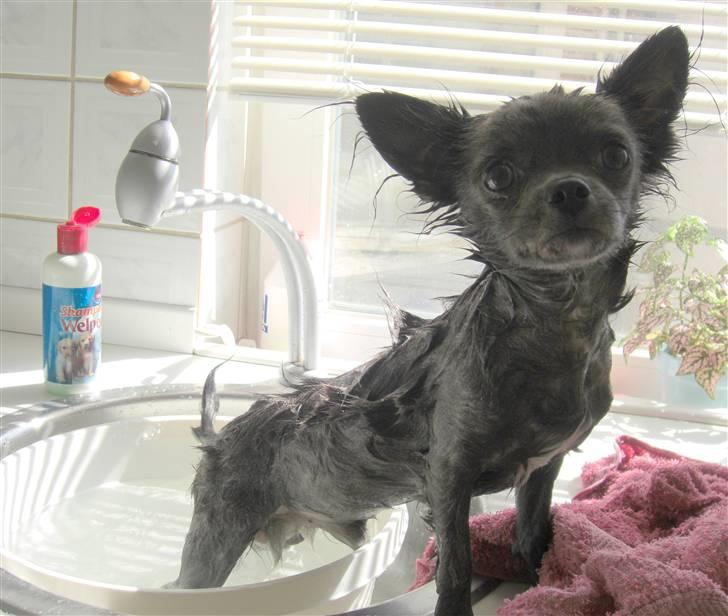 Chihuahua  ~ Lupo ~ - så er det store badedag... billede 6