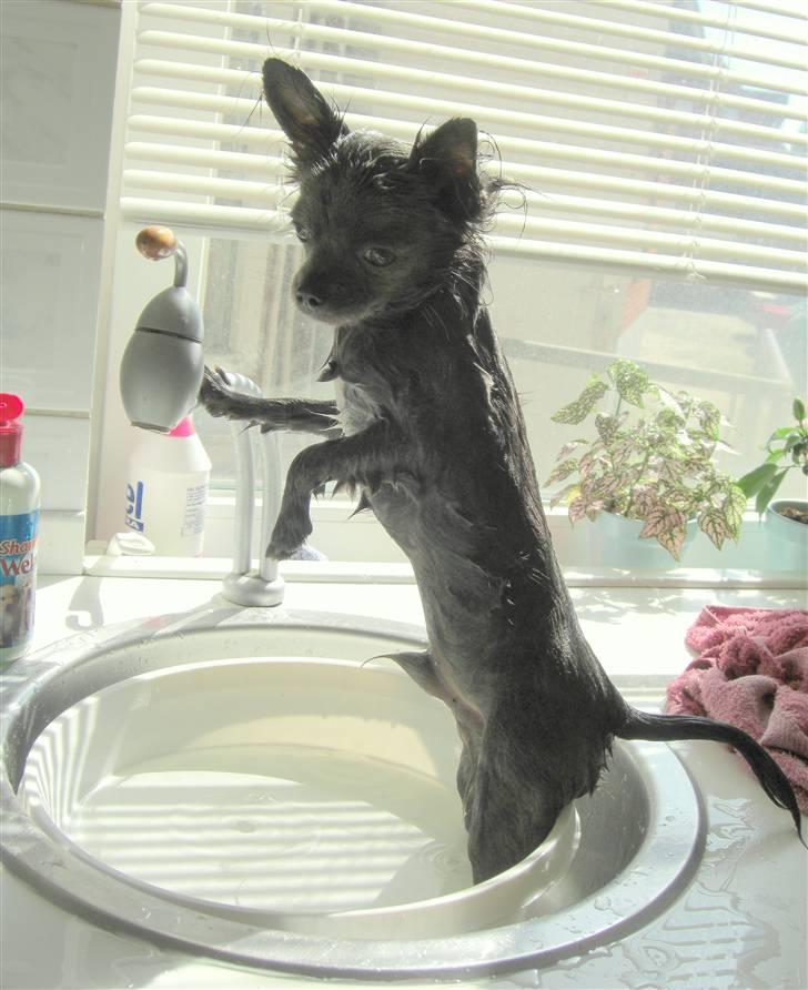 Chihuahua  ~ Lupo ~ - ...jeg er bare sååå dygtig til det her billede 7