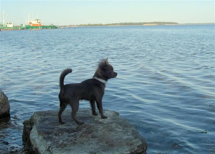 Chihuahua  ~ Lupo ~ - Her nyder jeg lige udsigten ved Mariager Fjord billede 8