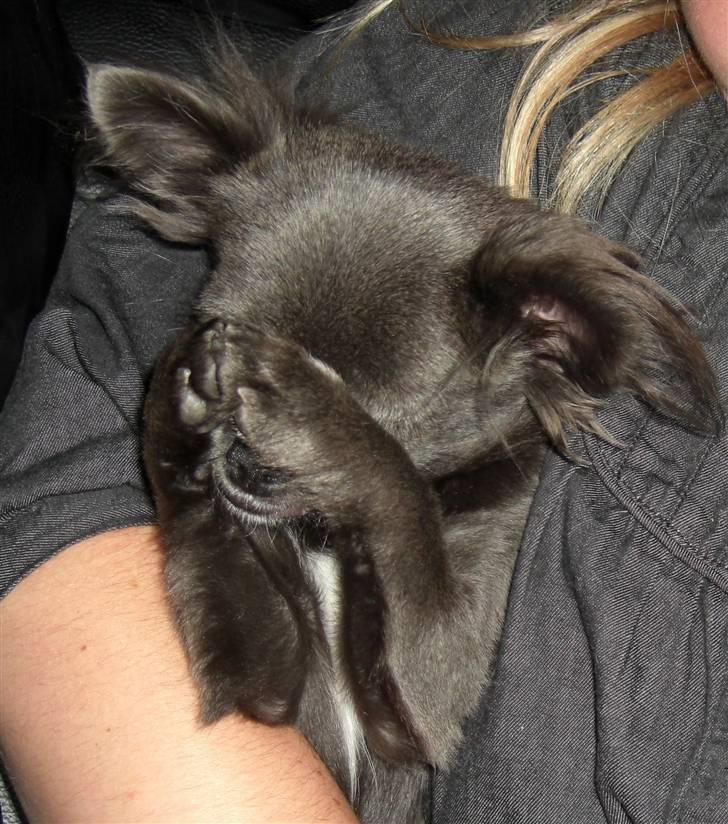 Chihuahua  ~ Lupo ~ - Hold nu op... jeg er genert... jeg vil IKKE fotograferes idag ! billede 9