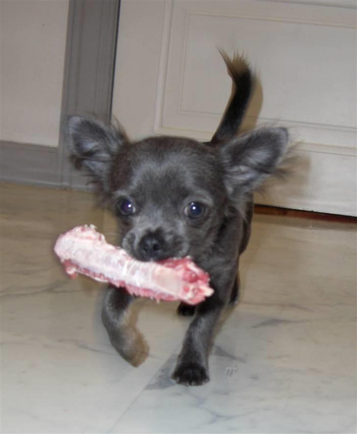 Chihuahua  ~ Lupo ~ - uhhhmmm... jeg er vild med kødben ! billede 10