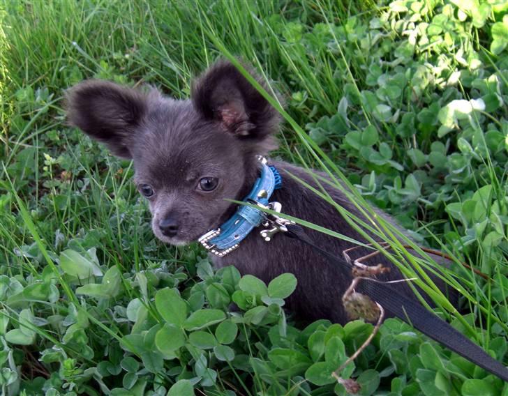 Chihuahua  ~ Lupo ~ - Her er jeg bare en bette fis som stadig synes det hele er stort og nyt billede 11