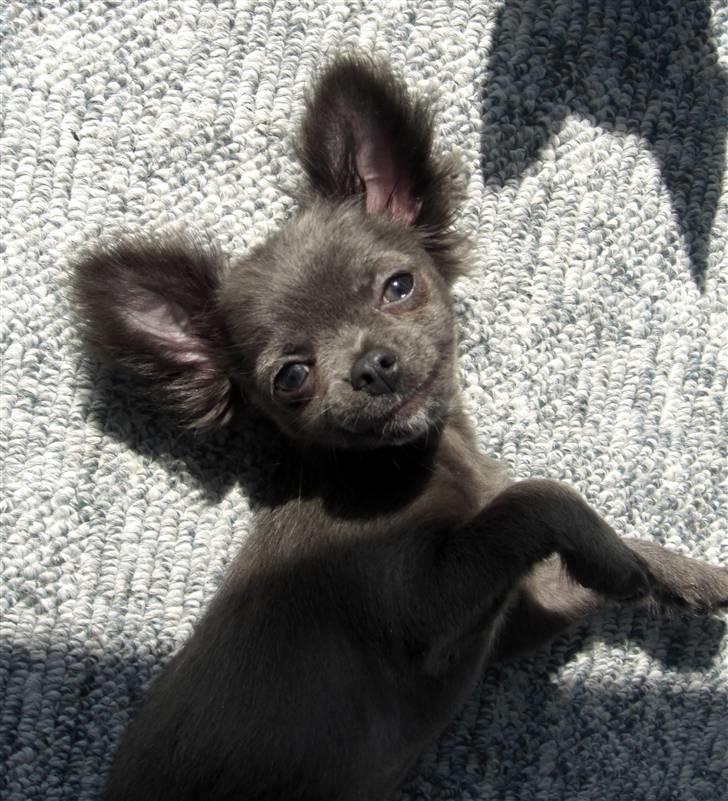 Chihuahua  ~ Lupo ~ - er det nu jeg skal smile ?? billede 12