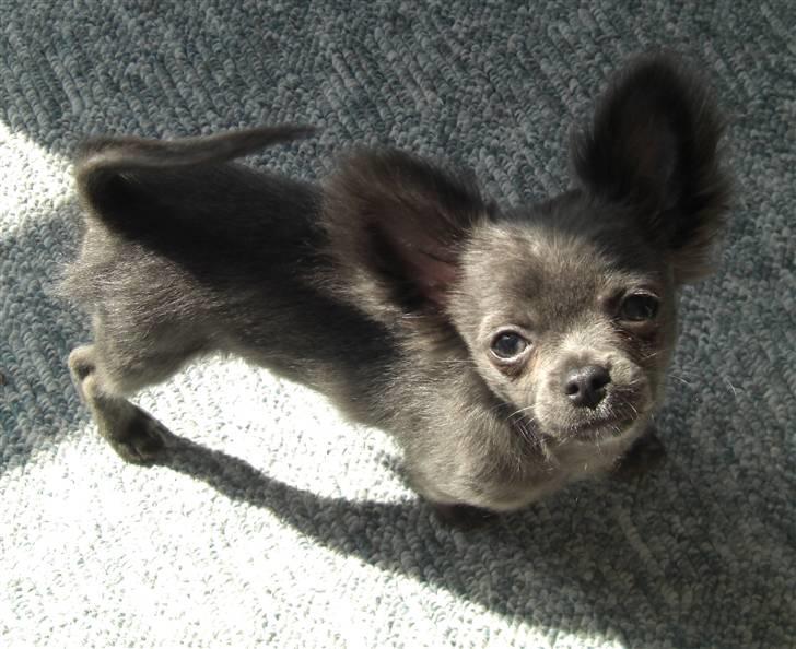 Chihuahua  ~ Lupo ~ billede 13