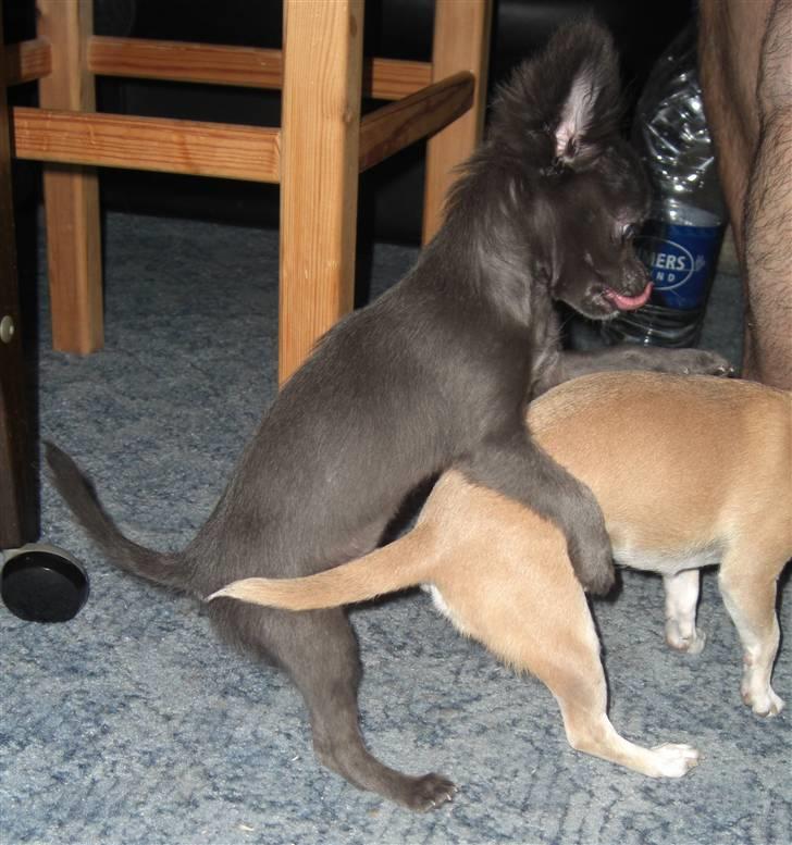 Chihuahua  ~ Lupo ~ - Fræk... mig ?   billede 14