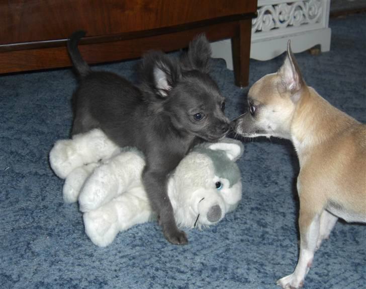 Chihuahua  ~ Lupo ~ billede 15