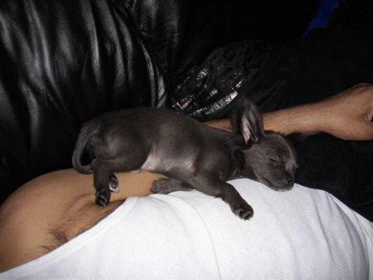 Chihuahua  ~ Lupo ~ - Man kan godt blive træt når man ikke er så stor endnu billede 16