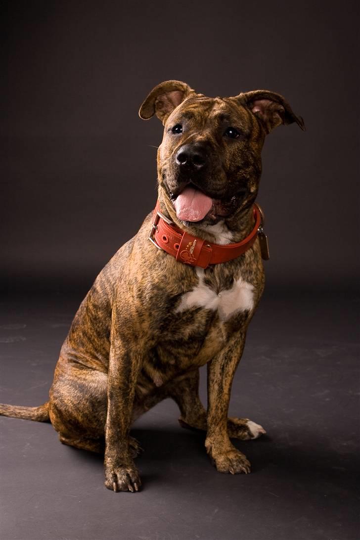 Blanding af racer Amstaff/Presa *Chanel* - Supermodel..  billede 1