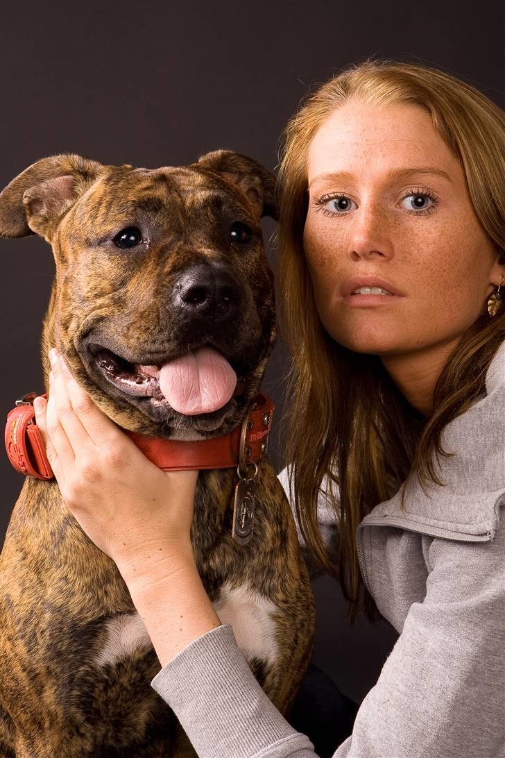 Blanding af racer Amstaff/Presa *Chanel* - Prinsessen & jeg ved fotografen... billede 2