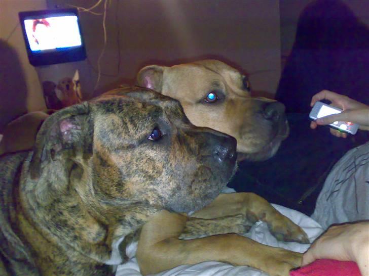 Blanding af racer Amstaff/Presa *Chanel* - Chanel & Armani... billede 3