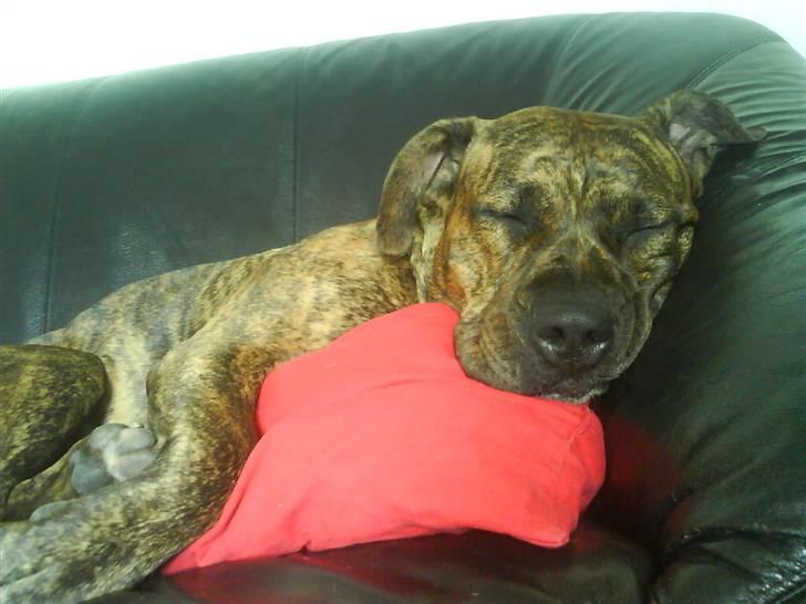 Blanding af racer Amstaff/Presa *Chanel* - Mors lille puttetrold.. billede 4