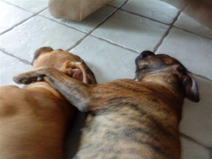 Blanding af racer Amstaff/Presa *Chanel* - Altid klar på at ligge i ske.. :o) billede 5