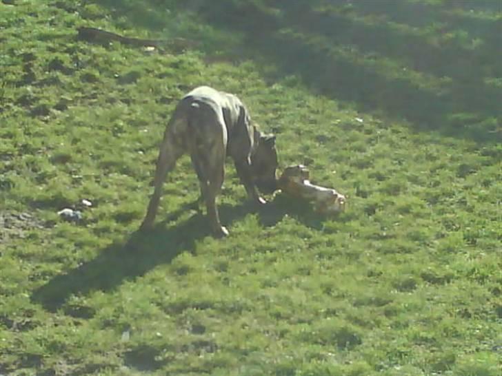 Blanding af racer Amstaff/Presa *Chanel* - Elsker når mor køber ben til os.. billede 6