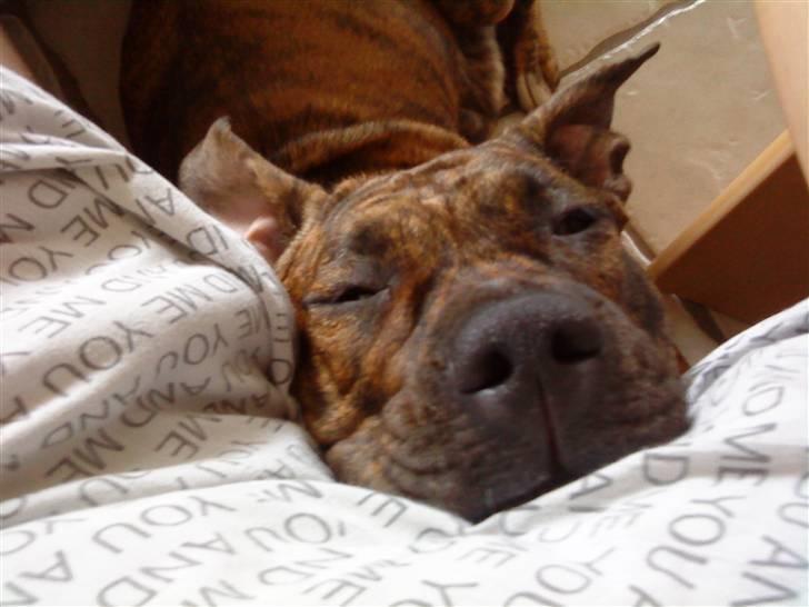 Blanding af racer Amstaff/Presa *Chanel* - Så skør mors prinsesse kan se ud.. billede 7