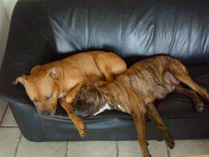 Blanding af racer Amstaff/Presa *Chanel* - Intet kommer mellem disse to... billede 8