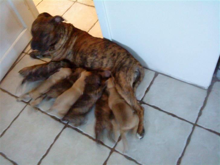 Blanding af racer Amstaff/Presa *Chanel* - Chanel og hendes dejlige hvalpe.. billede 9