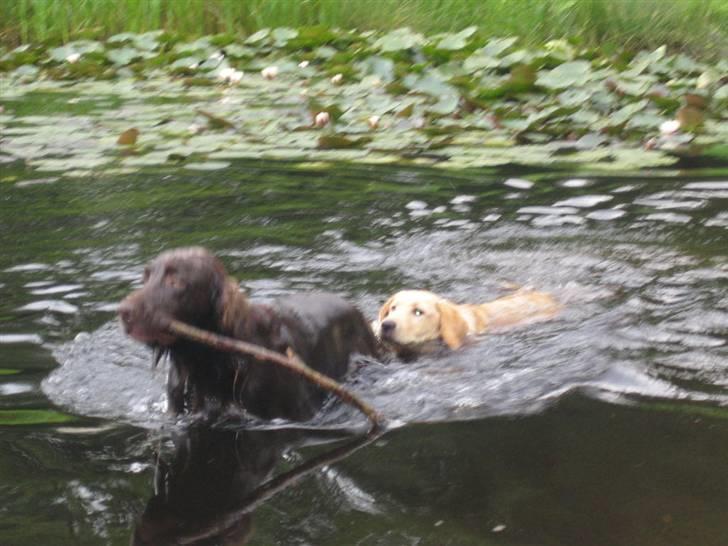 Labrador retriever Tumle - er ude og bade med fætter jack - men han er mega hurtig  billede 12