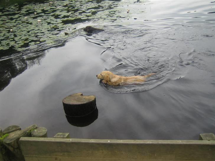 Labrador retriever Tumle - ælsker vand billede 13