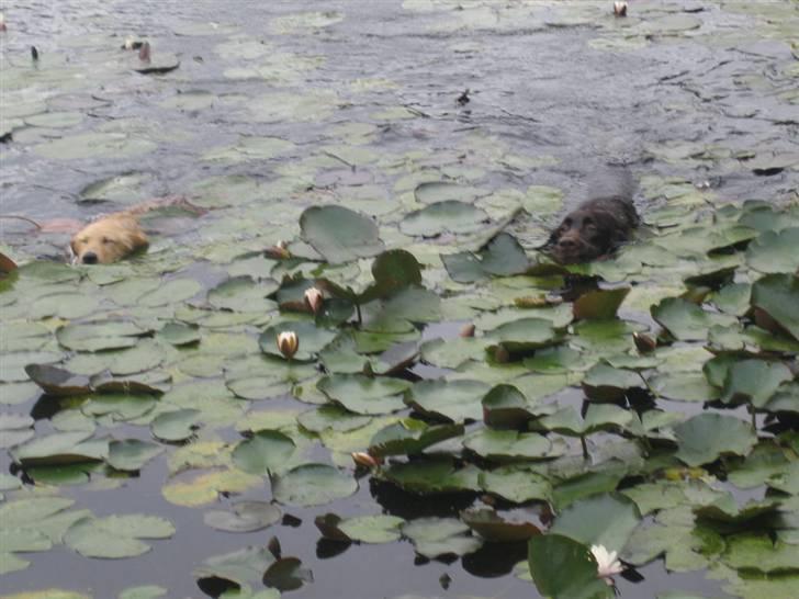 Labrador retriever Tumle - øhhh.... ja er vidst på vej op til sin mor og blive tørret og kælet om  billede 14