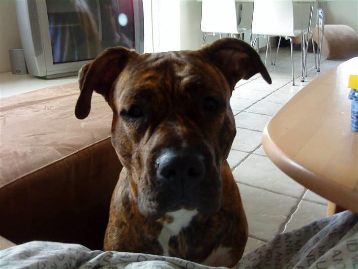 Blanding af racer Amstaff/Presa *Chanel* - Ser lidt søvning ud, men hvalpene sparker i min mave.. :o) billede 10