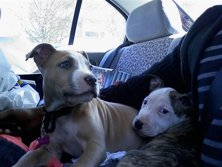 Amerikansk staffordshire terrier Freya - her er hun sammen med hendes søster molly billede 2