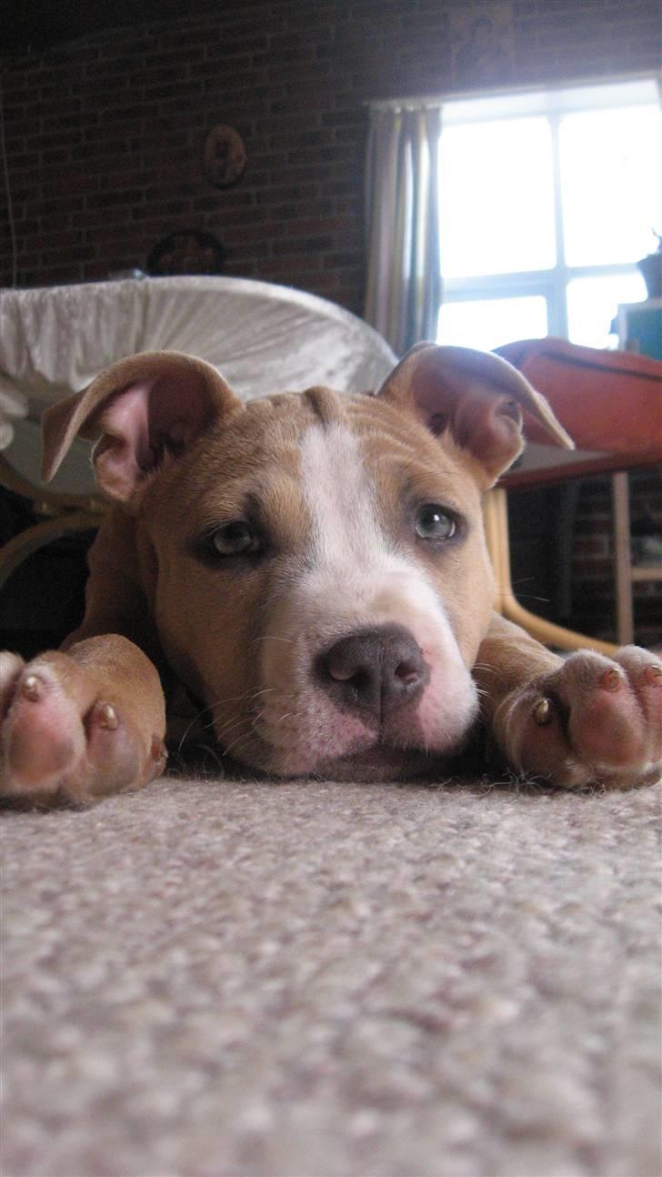 Amerikansk staffordshire terrier Freya billede 3