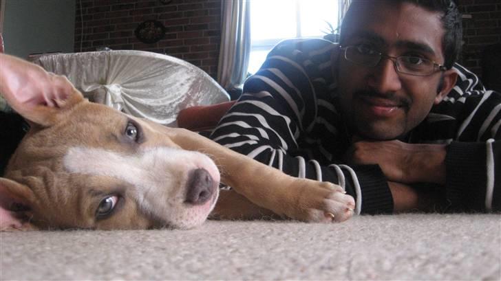 Amerikansk staffordshire terrier Freya - freya og ejeren billede 4