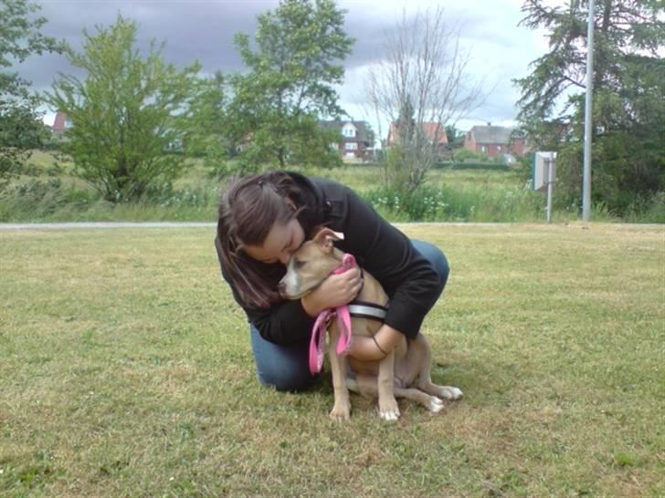 Amerikansk staffordshire terrier Freya - Freya og Maiken billede 5