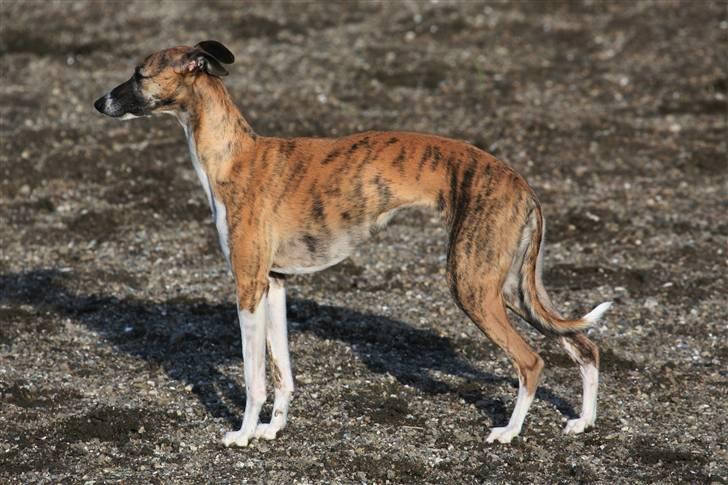 Whippet Yessi - Hun er noget af det mest elegante jeg har set indenfor hundeverden.   :o) billede 1