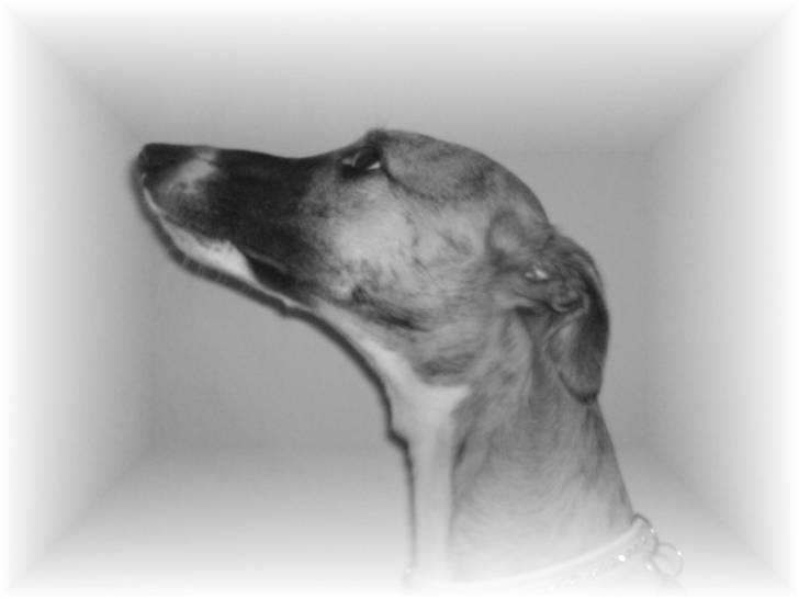 Whippet Yessi billede 2