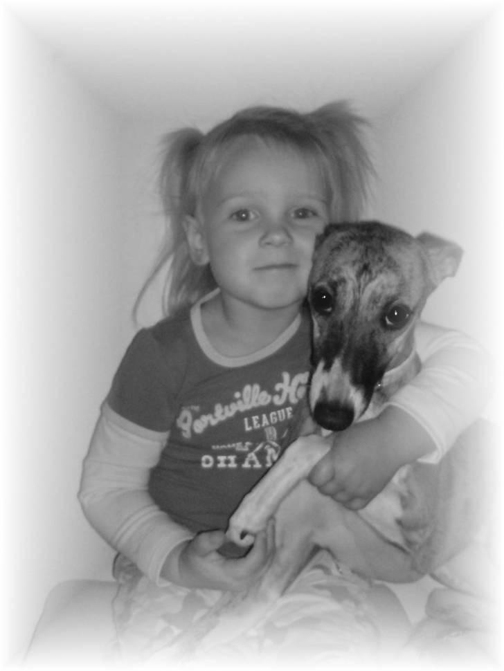 Whippet Yessi billede 3