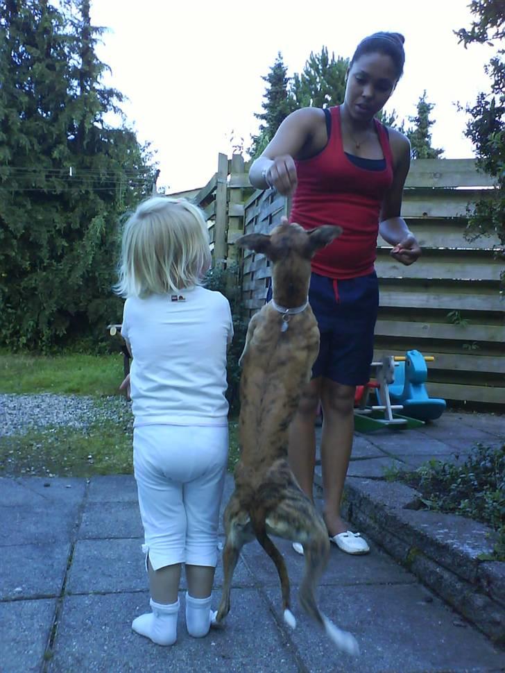 Whippet Yessi - Vi danser lige lidt.  :) billede 4