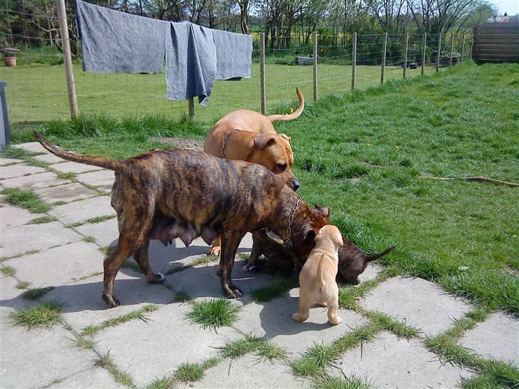 Blanding af racer Amstaff/Presa *Chanel* - Mor & Far holder øje med hvalpene.. billede 11