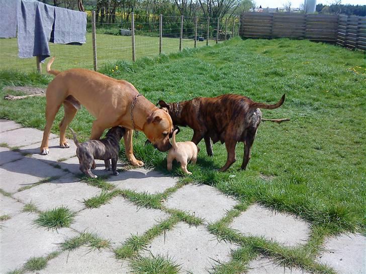 Blanding af racer Amstaff/Presa *Chanel* - Mor & Far holder øje med hvalpene.. billede 12