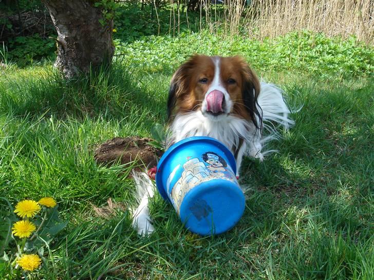 Kooikerhondje Høgedals Mailo - en spand er det bedste legetøj i verden :o) billede 16