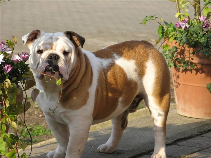Engelsk bulldog Arnold billede 11
