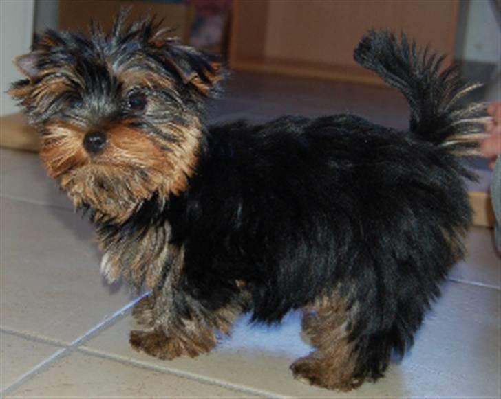 Yorkshire terrier Totte - Totte er lige kommet hjem til os. D. 20/4-2008 billede 7