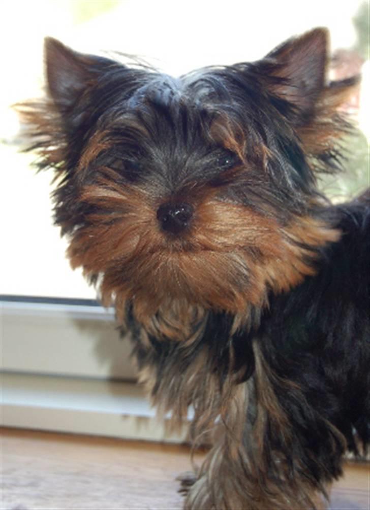 Yorkshire terrier Totte - Totte d. 4/5-2008 ca 3½ mdr gammel billede 8