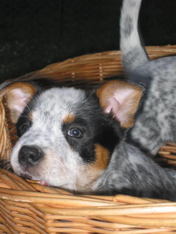 Australsk cattledog Anton *Himmelhund* billede 7